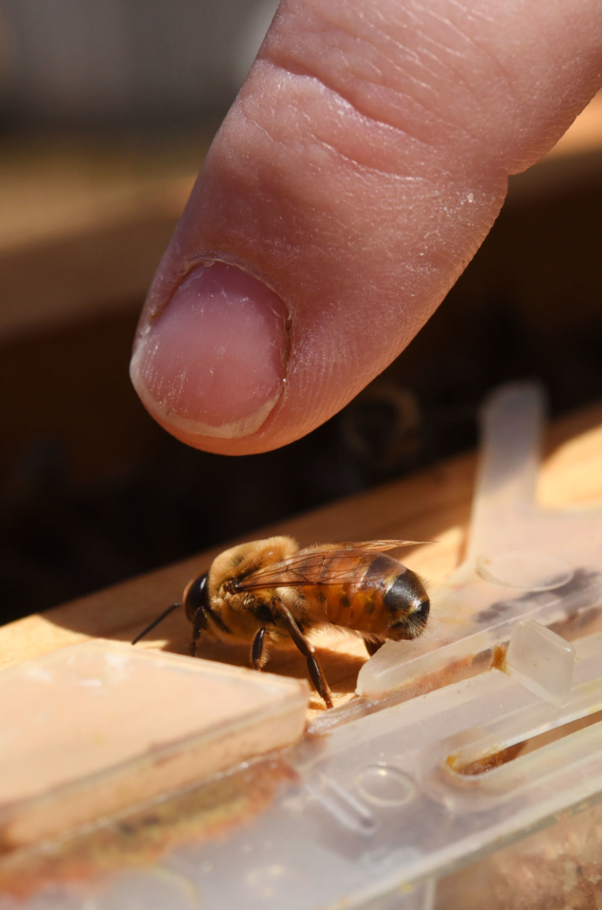 Desirae Balsamo bees